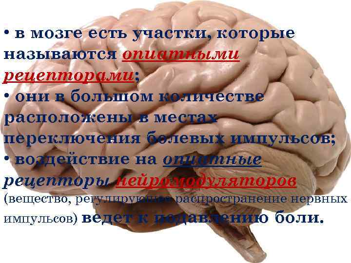  • в мозге есть участки, которые называются опиатными рецепторами; • они в большом