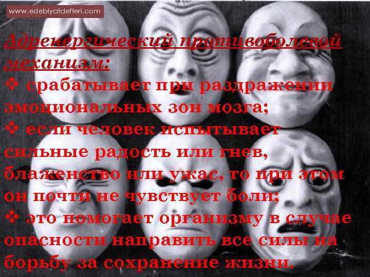 Адренергический противоболевой механизм: v срабатывает при раздражении эмоциональных зон мозга; v если человек испытывает