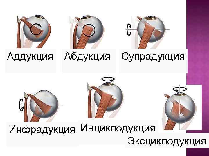 Аддукция Абдукция Супрадукция Инфрадукция Инциклодукция Эксциклодукция 