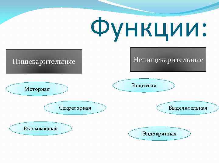 Функции: Пищеварительные Защитная Моторная Секреторная Всасывающая Непищеварительные Выделительная Эндокринная 