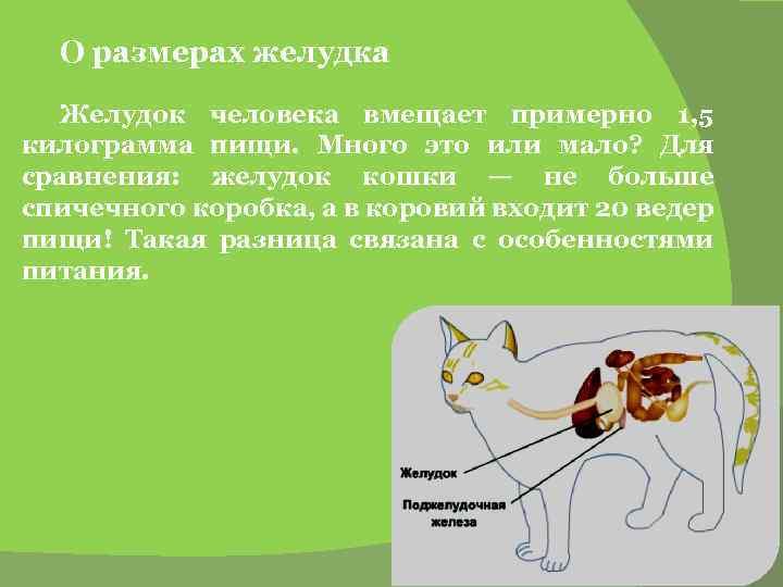 О размерах желудка Желудок человека вмещает примерно 1, 5 килограмма пищи. Много это или