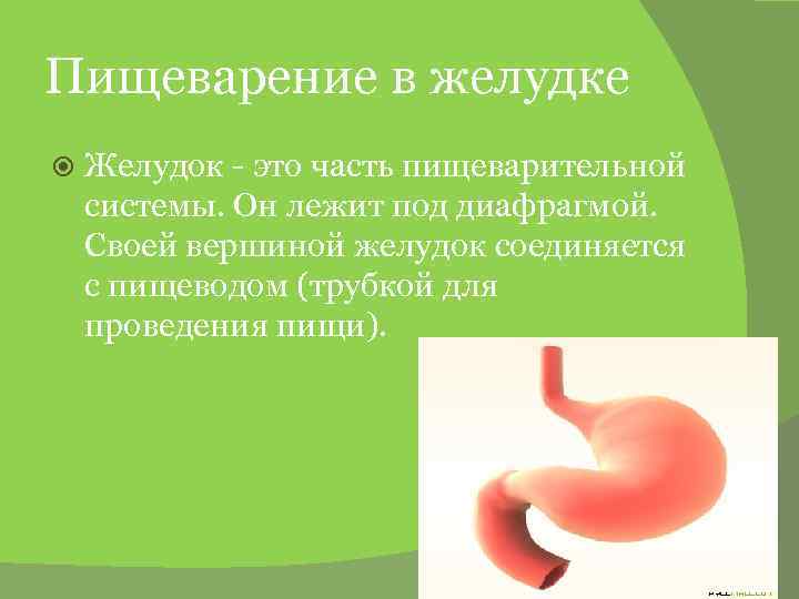 Пищеварение в желудке Желудок - это часть пищеварительной системы. Он лежит под диафрагмой. Своей