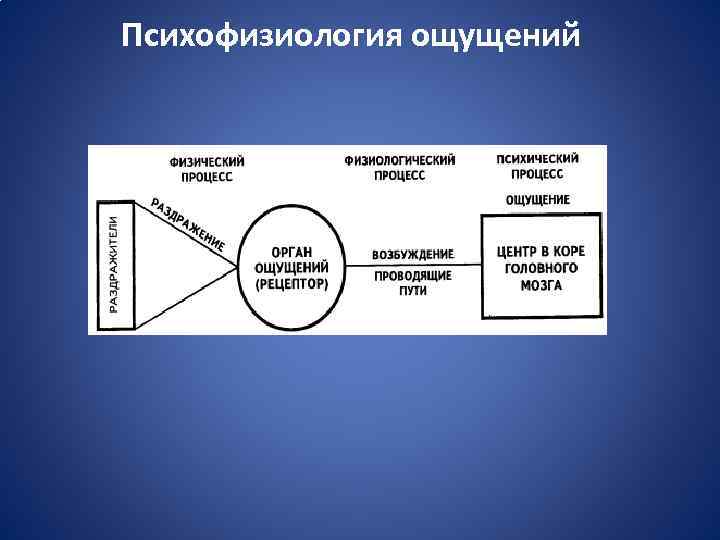 Значимый процесс. Психофизиология ощущений. Психофизиология сенсорных процессов. Объект психофизиологии. Психофизиология в таблицах.