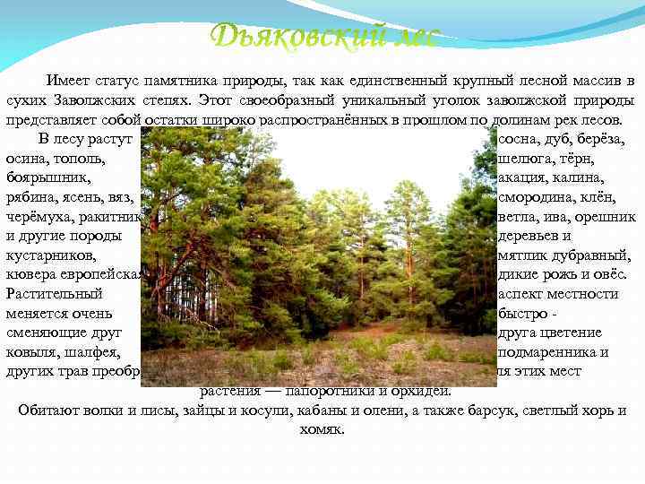  Имеет статус памятника природы, так как единственный крупный лесной массив в сухих Заволжских