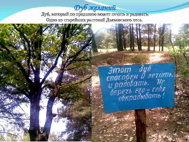  Дуб, который по приданию может лечить и радовать. Одно из старейших растений Дьяковского