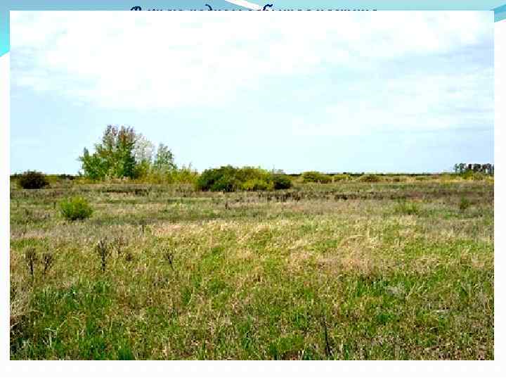 В краю родном забытая частица, Я весь натянут, как струна. Сюда спешу святой воды