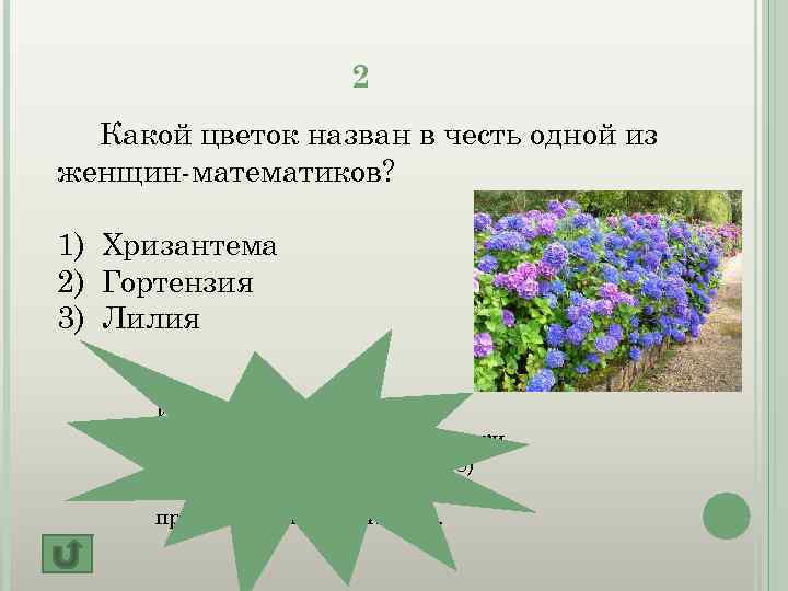 2 Какой цветок назван в честь одной из женщин-математиков? 1) Хризантема 2) Гортензия 3)