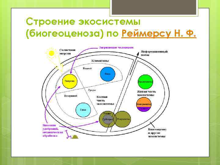 Схема биогеоценоза по сукачеву