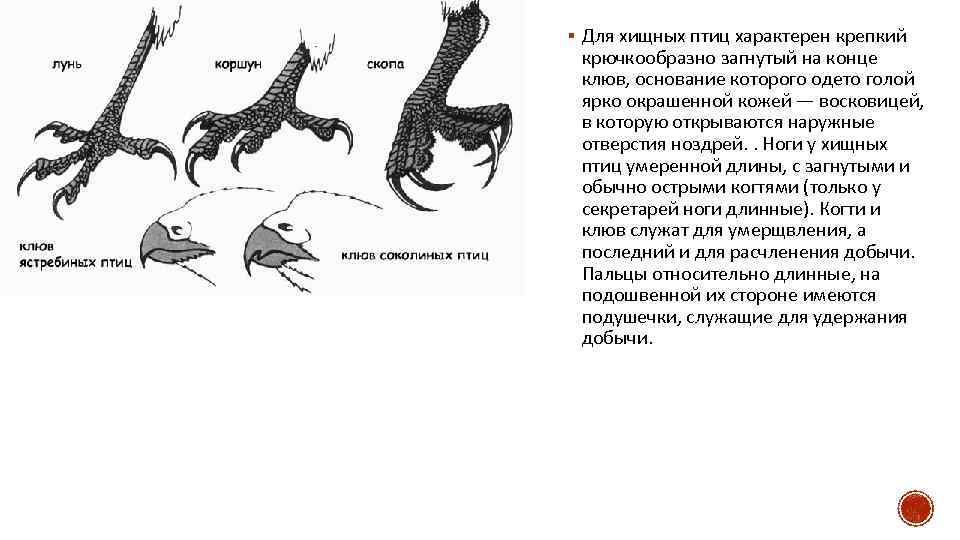 § Для хищных птиц характерен крепкий крючкообразно загнутый на конце клюв, основание которого одето