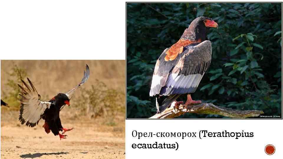 Орел-скоморох (Terathopius ecaudatus) 