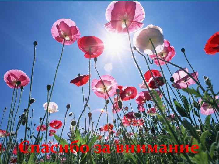 Спасибо за внимание 