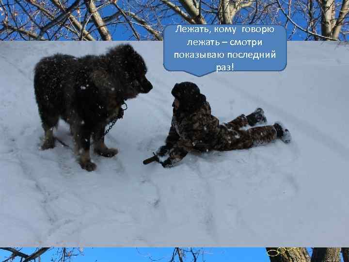 Лежать, кому говорю лежать – смотри показываю последний раз! 