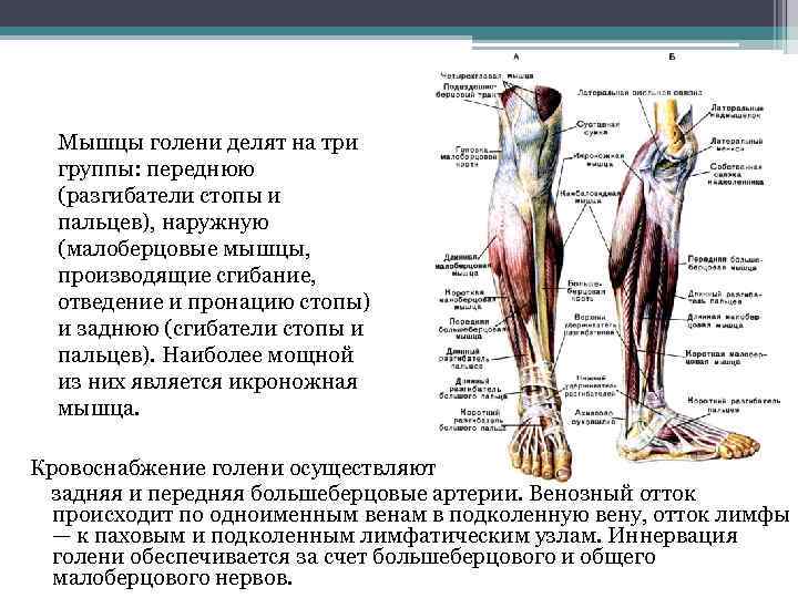 Мышцы голени делят на три группы: переднюю (разгибатели стопы и пальцев), наружную (малоберцовые мышцы,