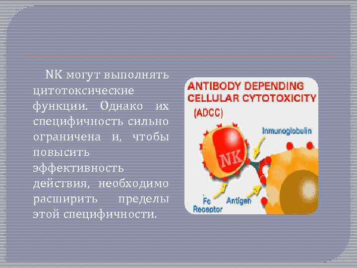 NK могут выполнять цитотоксические функции. Однако их специфичность сильно ограничена и, чтобы повысить эффективность