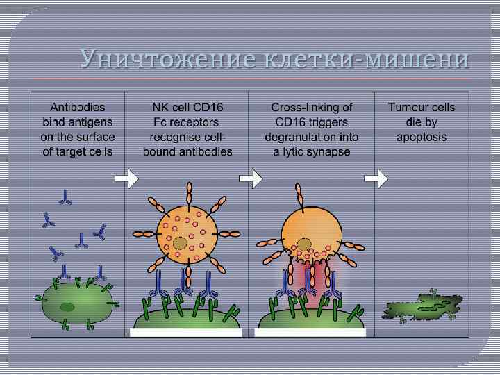 Уничтожение клетки-мишени 