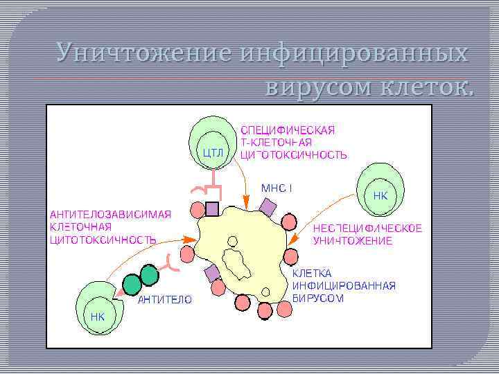 Антителозависимая клеточная цитотоксичность схема