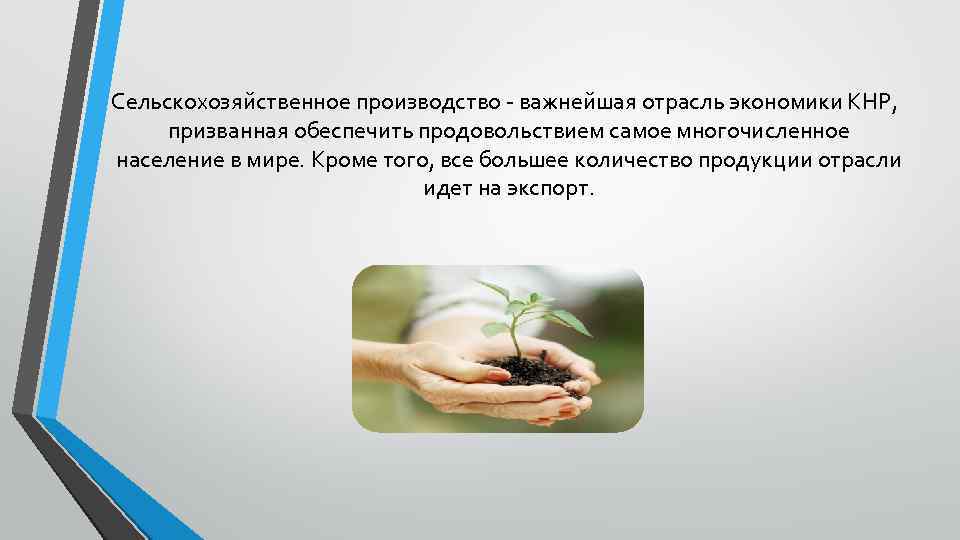  Сельскохозяйственное производство - важнейшая отрасль экономики КНР, призванная обеспечить продовольствием самое многочисленное население