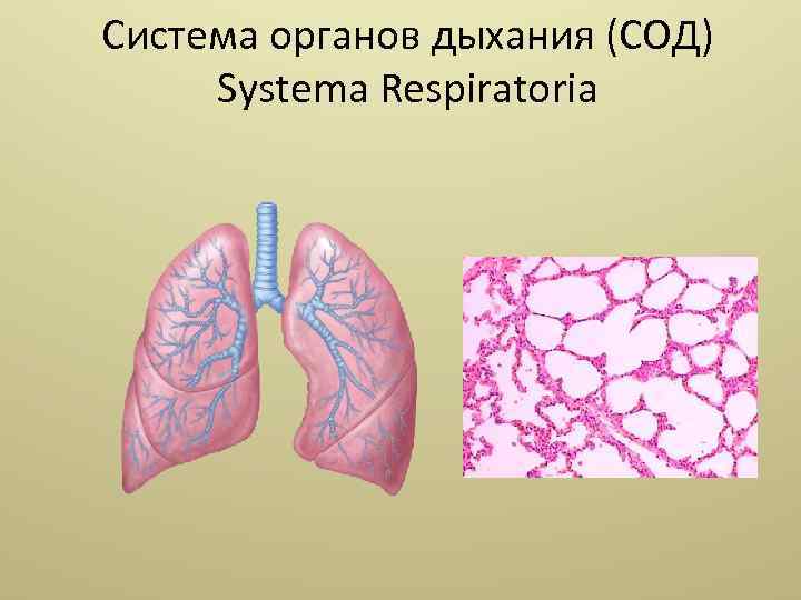 Система органов дыхания (СОД) Systema Respiratoria 