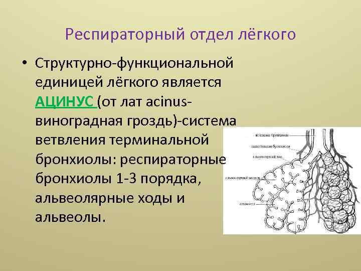 Респираторный отдел лёгкого • Структурно-функциональной единицей лёгкого является АЦИНУС (от лат acinusвиноградная гроздь)-система ветвления