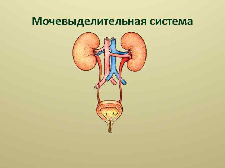 Мочевыделительная система 