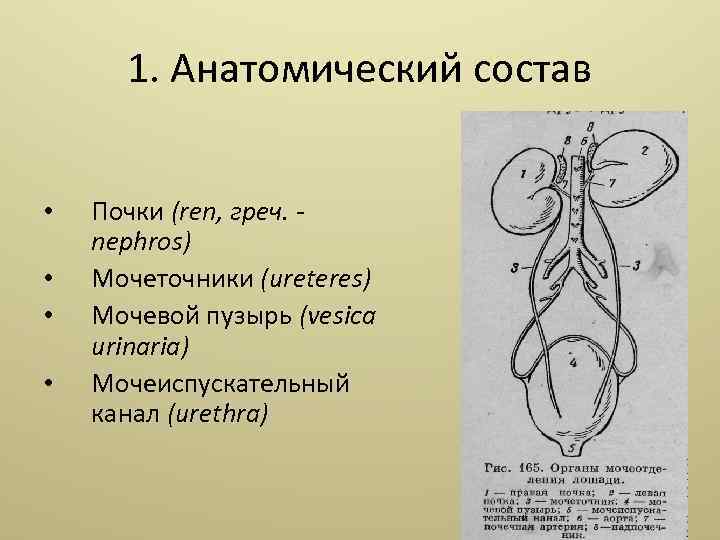 1. Анатомический состав • • Почки (ren, греч. nephros) Мочеточники (ureteres) Мочевой пузырь (vesica