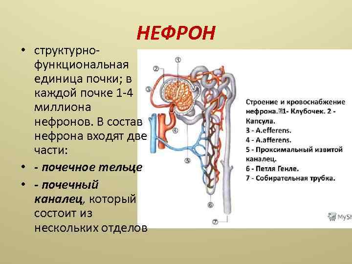 НЕФРОН • структурнофункциональная единица почки; в каждой почке 1 -4 миллиона нефронов. В состав