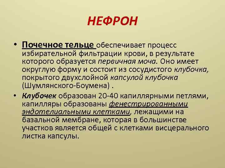 НЕФРОН • Почечное тельце обеспечивает процесс избирательной фильтрации крови, в результате которого образуется первичная