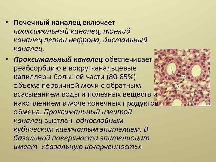  • Почечный каналец включает проксимальный каналец, тонкий каналец петли нефрона, дистальный каналец. •