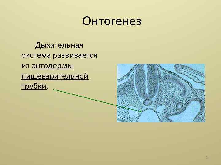  Онтогенез Дыхательная система развивается из энтодермы пищеварительной трубки. 5 