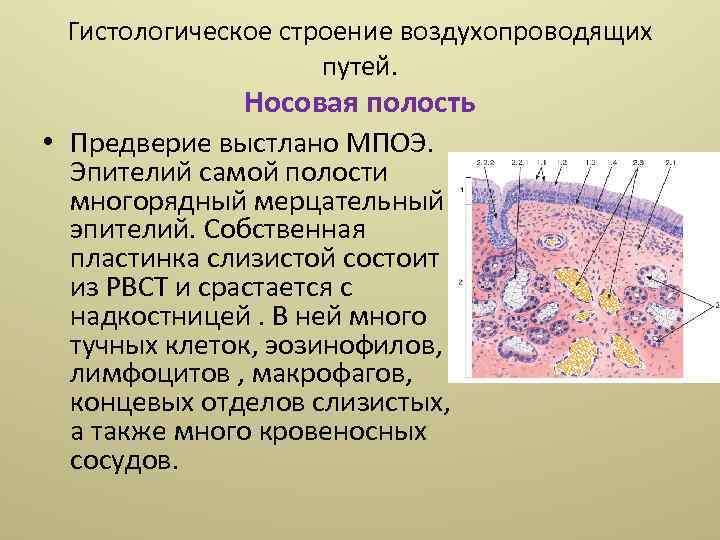 Гистологическое строение воздухопроводящих путей. Носовая полость • Предверие выстлано МПОЭ. Эпителий самой полости многорядный