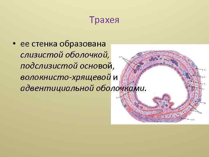 Трахея • ее стенка образована слизистой оболочкой, подслизистой основой, волокнисто-хрящевой и адвентициальной оболочками. 