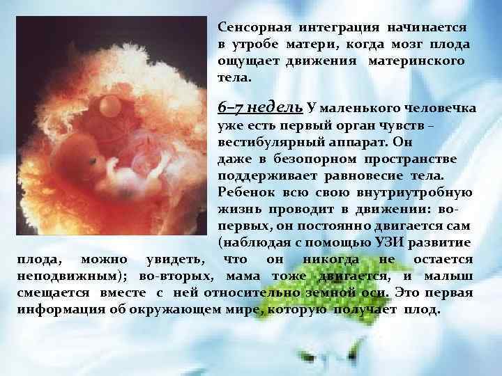 Сенсорная интеграция начинается в утробе матери, когда мозг плода ощущает движения материнского тела. 6–