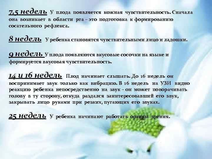 7, 5 недель У плода появляется кожная чувствительность. Сначала она возникает в области рта