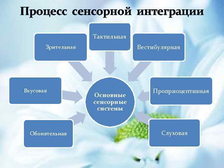 Процесс сенсорной интеграции Тактильная Вестибулярная Зрительная Вкусовая Обонятельная Основные сенсорные системы Проприоцептивная Слуховая 