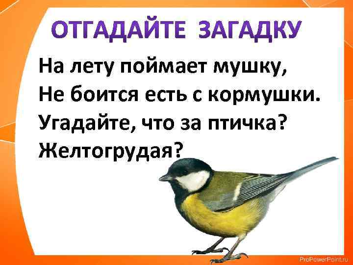 На лету поймает мушку, Не боится есть с кормушки. Угадайте, что за птичка? Желтогрудая?