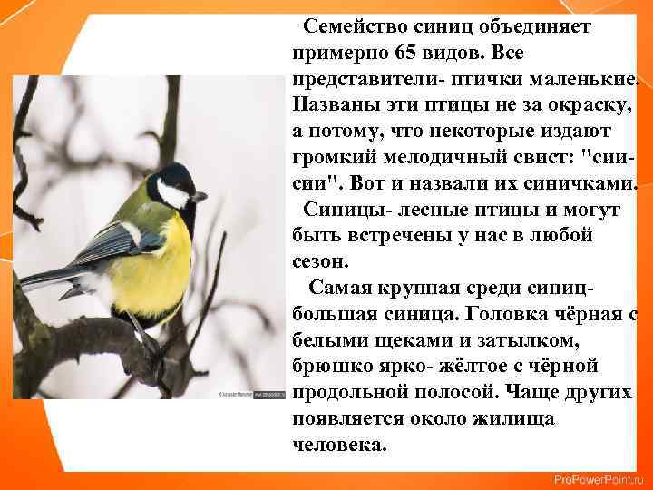  Семейство синиц объединяет примерно 65 видов. Все представители- птички маленькие. Названы эти птицы