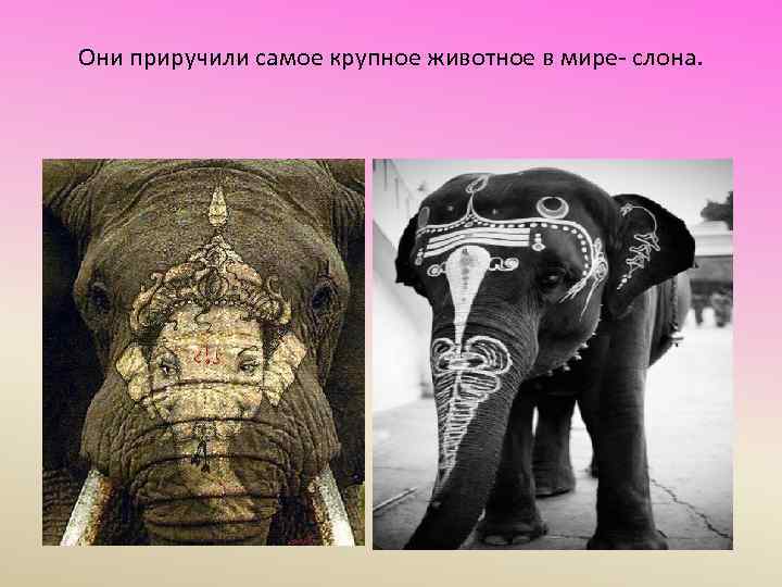 Они приручили самое крупное животное в мире- слона. 