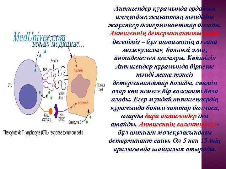 Антигендер қүрамында әрдайым иммундық жауаптың тәндігіне жауапкер детерминанттар болады. Антигеннің детерминантты тобы дегеніміз –