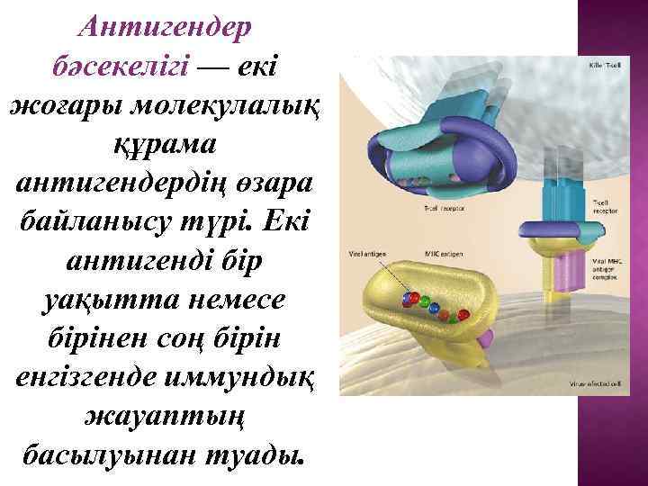 Антигендер бәсекелігі — екі жоғары молекулалық құрама антигендердің өзара байланысу түрі. Екі антигенді бір