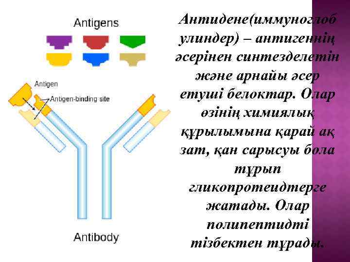 Антидене(иммуноглоб улиндер) – антигеннің әсерінен синтезделетін және арнайы әсер етуші белоктар. Олар өзінің химиялық