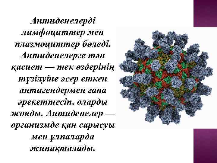 Антиденелерді лимфоциттер мен плазмоциттер бөледі. Антиденелерге тән қасиет — тек өздерінің түзілуіне әсер еткен