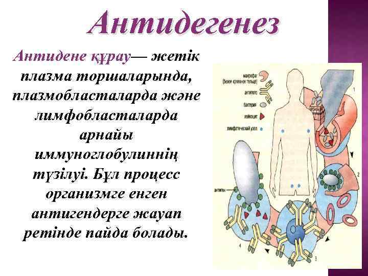 Антидегенез Антидене құрау— жетік плазма торшаларында, плазмобласталарда және лимфобласталарда арнайы иммуноглобулиннің түзілуі. Бұл процесс