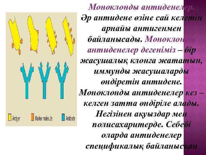 Моноклонды антиденелер. Әр антидене өзіне сай келетін арнайы антигенмен байланысады. Моноклонды антиденелер дегеніміз –