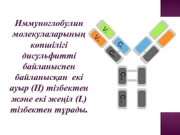 Иммуноглобулин молекулаларының көпшілігі дисульфитті байланыспен байланысқан екі ауыр (H) тізбектен және екі жеңіл (L)