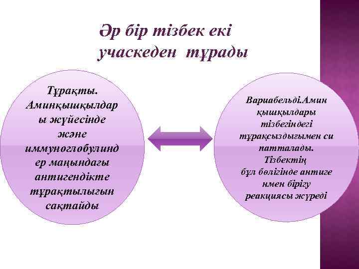 Әр бір тізбек екі учаскеден тұрады Тұрақты. Аминқышқылдар ы жүйесінде және иммуноглобулинд ер маңындағы