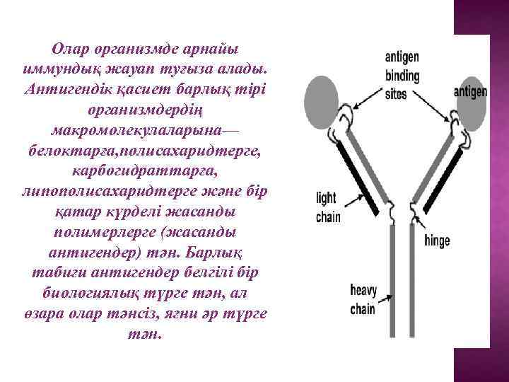 Олар организмде арнайы иммундық жауап туғыза алады. Антигендік қасиет барлық тірі организмдердің макромолекулаларына— белоктарға,