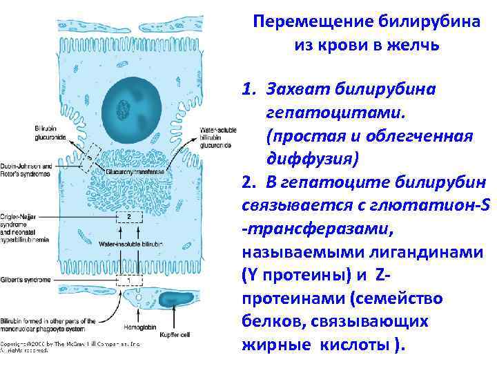 Перемещение билирубина из крови в желчь 1. Захват билирубина гепатоцитами. (простая и облегченная диффузия)