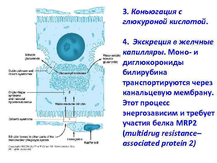 3. Коньюгация с глюкуроной кислотой. 4. Экскреция в желчные капилляры. Моно- и диглюкорониды билирубина