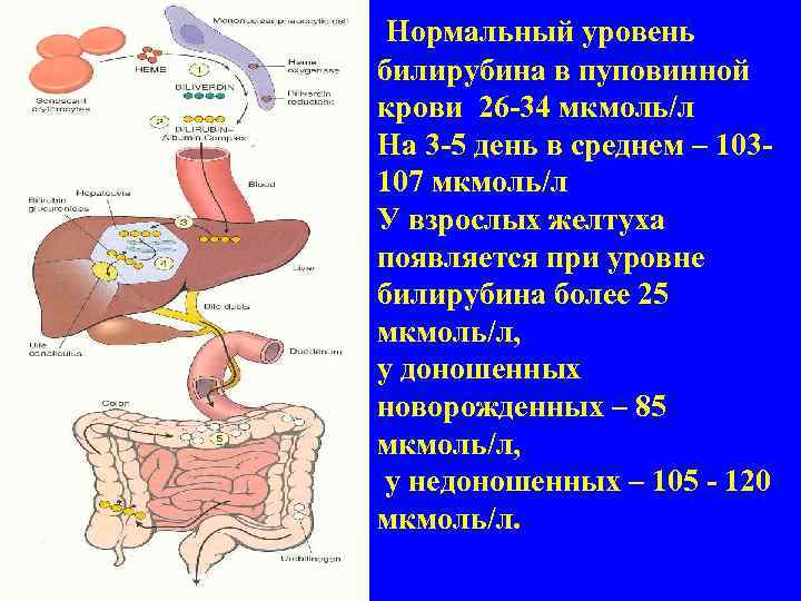 Нормальный уровень билирубина в пуповинной крови 26 -34 мкмоль/л На 3 -5 день в
