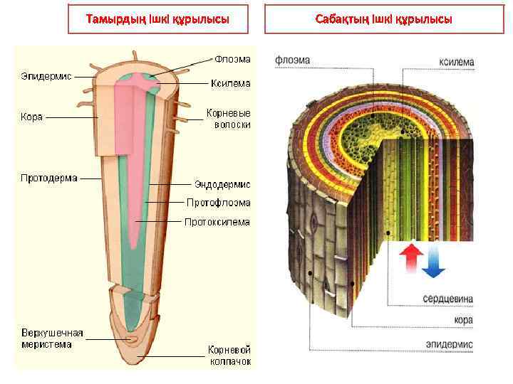 Тамырдың ішкі құрылысы Сабақтың ішкі құрылысы 